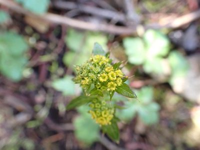 Sanicula crassicaulis, photographed by James H. Thomas