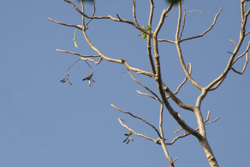 Gyrocarpus americanus, photographed by Kristof Zyskowski