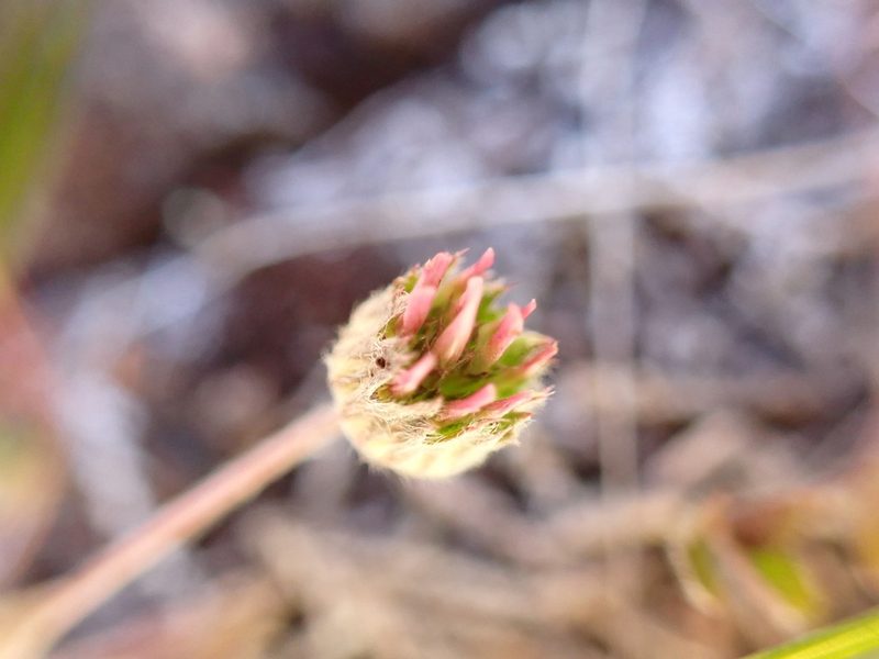 Trifolium microdon, photographed by James H. Thomas