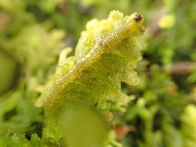 Trichocolea tomentella, photographed by Roger Rittmaster