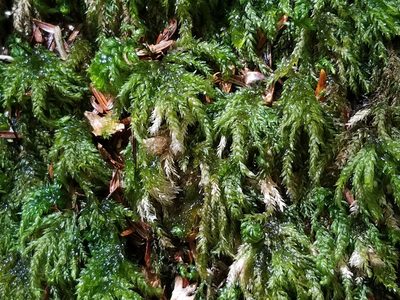 Thamnobryum subserratum, photographed by Micki Colbeck