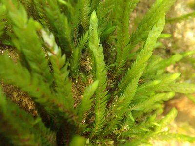Fontinalis antipyretica, photographed by Roger Rittmaster