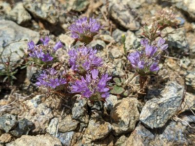 Navarretia heterodoxa, photographed by Ken-ichi Ueda