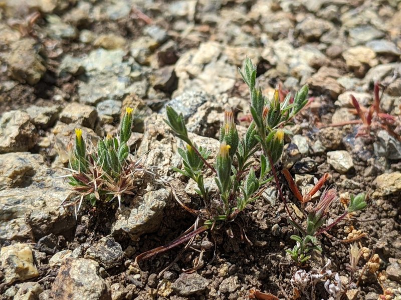 Rigiopappus leptocladus, photographed by Ken-ichi Ueda