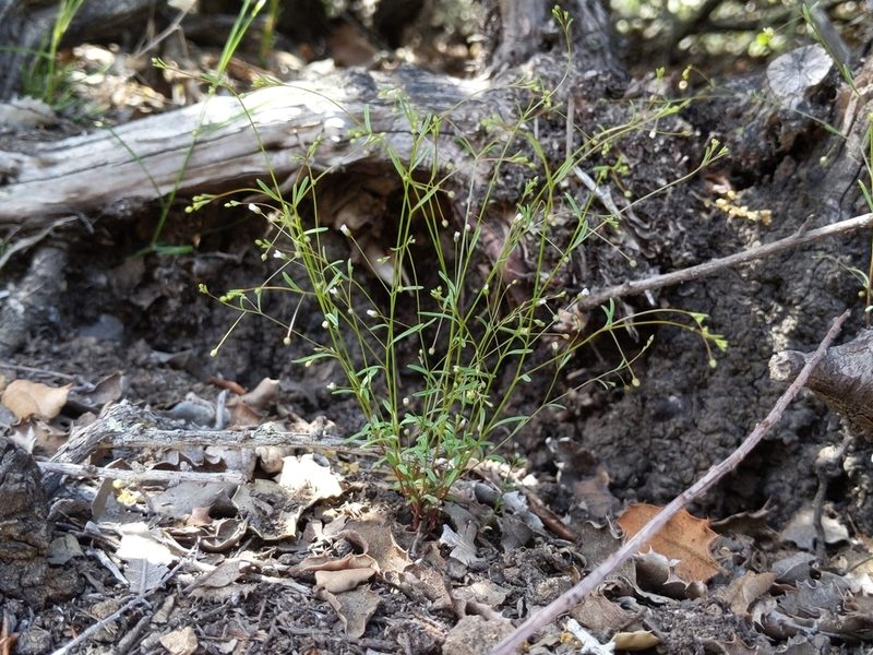 Linum micranthum, photographed by Ken-ichi Ueda