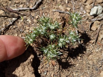 Eriastrum abramsii