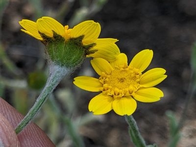 Monolopia gracilens, photographed by Ken-ichi Ueda