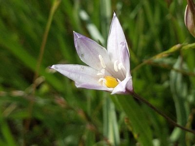 Triteleia peduncularis, photographed by Ken-ichi Ueda