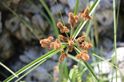 Cyperus ligularis