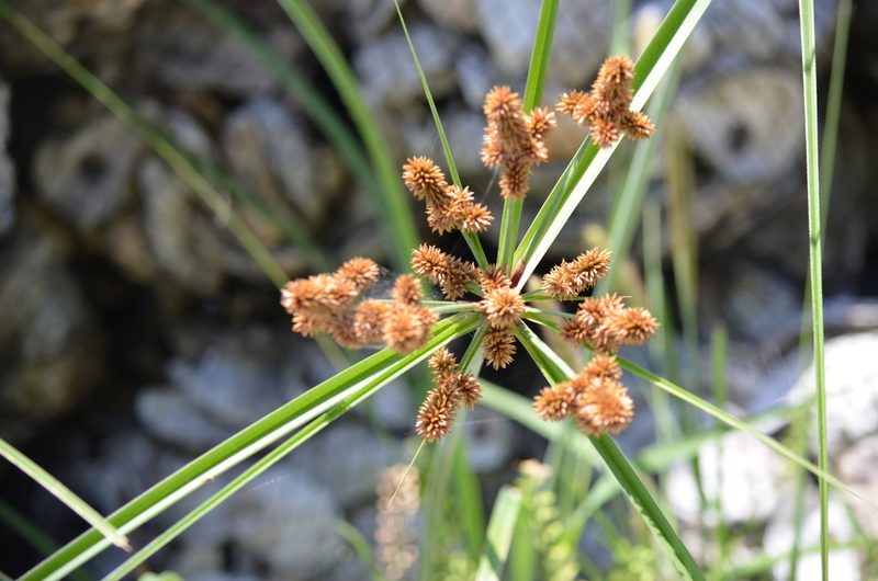 Cyperus ligularis, photographed by Josiah Londerée