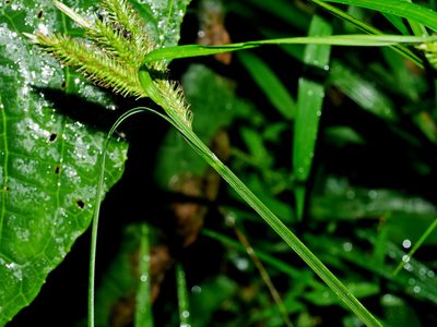 Carex alopecuroides, photographed by Jacy Chen