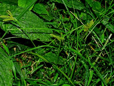 Carex alopecuroides, photographed by Jacy Chen