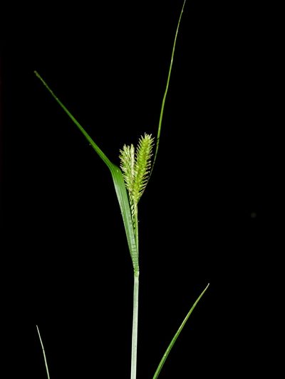 Carex alopecuroides, photographed by Jacy Chen
