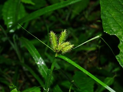 Carex alopecuroides, photographed by Jacy Chen