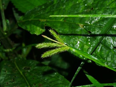 Carex alopecuroides, photographed by Jacy Chen