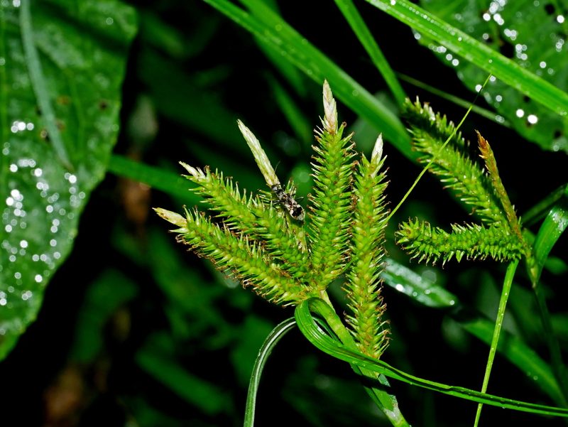 Carex alopecuroides, photographed by Jacy Chen