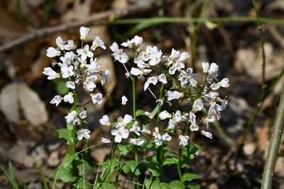 Cardamine douglassii, photographed by Alexis Williams