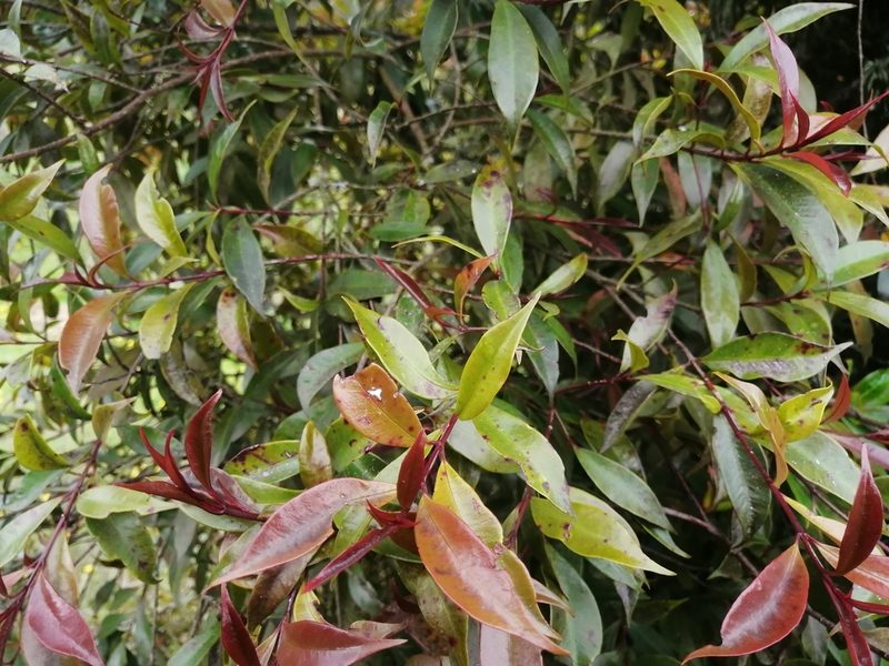 Syzygium paniculatum, photographed by GERMAN LEONEL SARMIENTO CRUZ