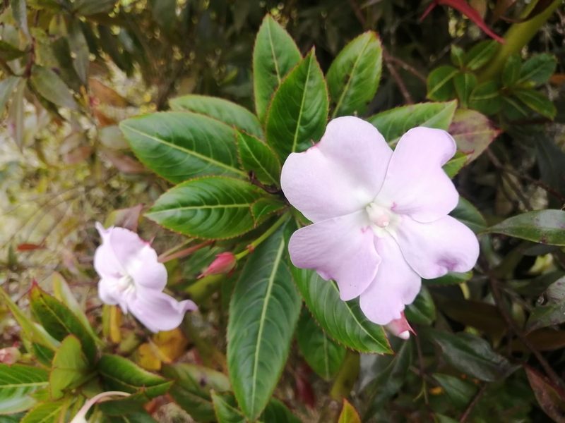 Impatiens sodenii, photographed by GERMAN LEONEL SARMIENTO CRUZ