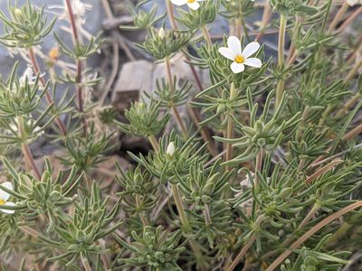 Leptosiphon nuttallii, photographed by Alix Kosmala