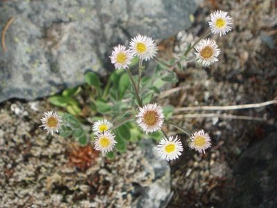 Erigeron nivalis, photographed by Lindsey K. Wise