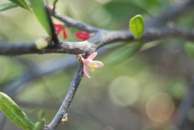 Castela galapageia, photographed by Loren Cassin Sackett