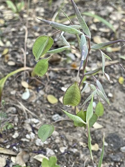Calochortus amoenus, photographed by Max Miley