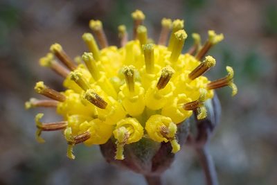 Hymenopappus filifolius, photographed by Madeleine Claire