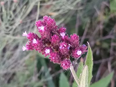 Verbena bonariensis, photographed by Bahiano Ayala