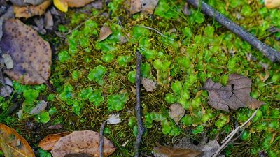 Lunularia cruciata, photographed by Michael Warner