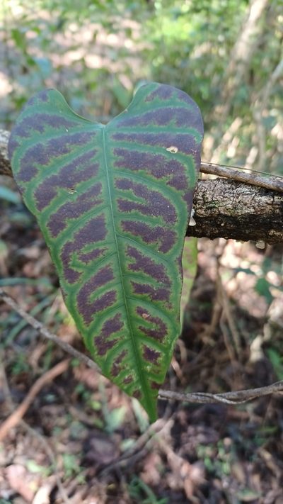 Parsonsia dorrigoensis, photographed by Peter Crowcroft