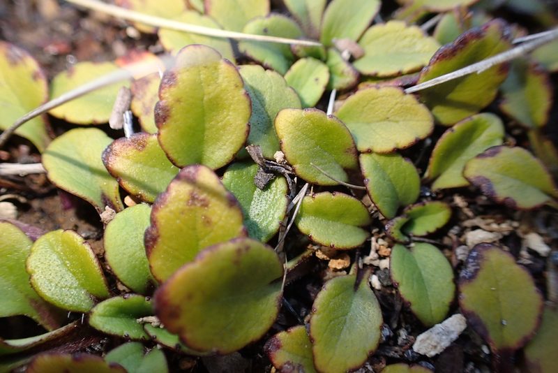 Ourisia vulcanica, photographed by Oscar Dove