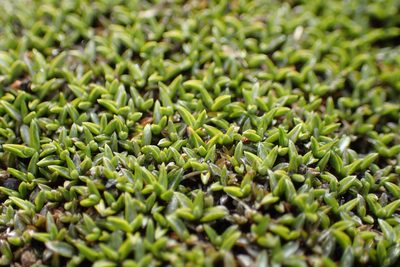 Raoulia tenuicaulis, photographed by Oscar Dove