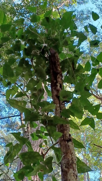 Parsonsia dorrigoensis, photographed by Peter Crowcroft