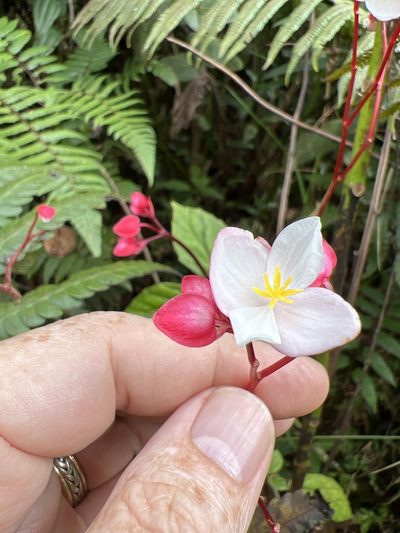 Begonia decandra, photographed by Alan Weakley