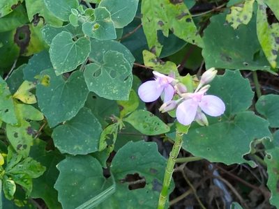 Tripogandra diuretica, photographed by Bahiano Ayala