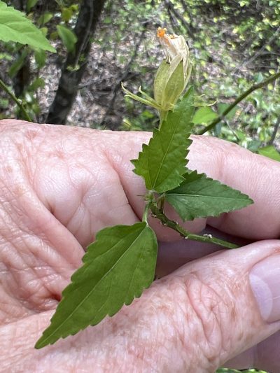 Hibiscus phoeniceus, photographed by Alan Weakley