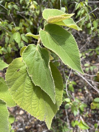Helicteres jamaicensis, photographed by Alan Weakley