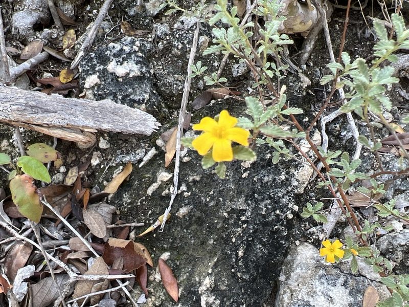 Turnera diffusa, photographed by Alan Weakley