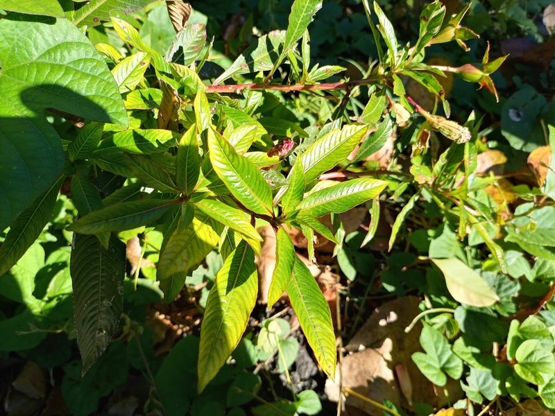 Ludwigia elegans, photographed by Bahiano Ayala