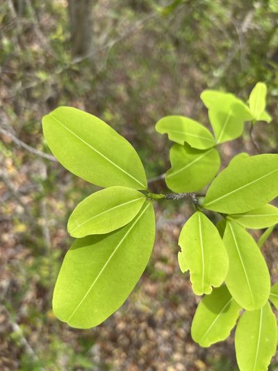 Erythroxylum areolatum, photographed by Alan Weakley