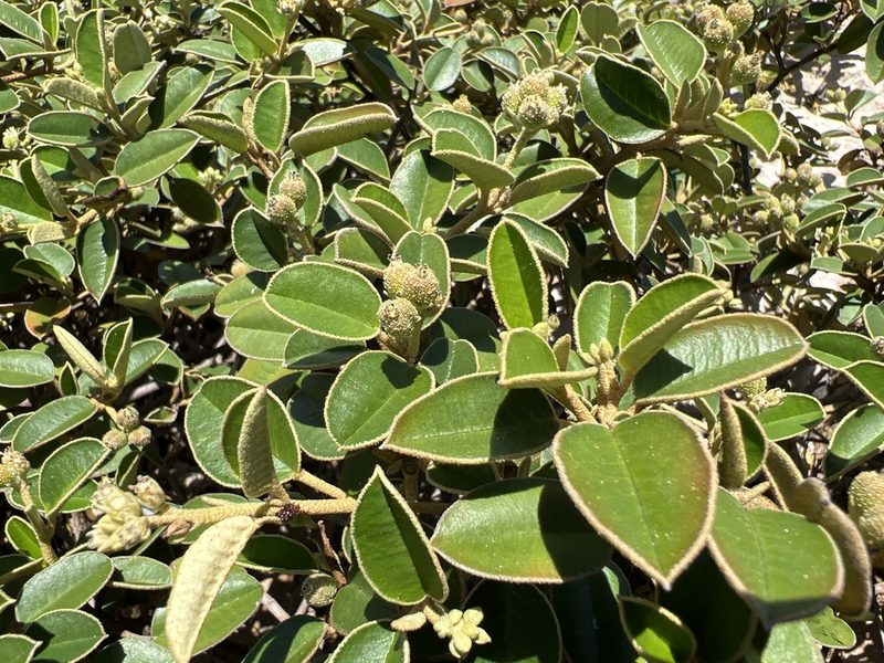 Croton discolor, photographed by Alan Weakley