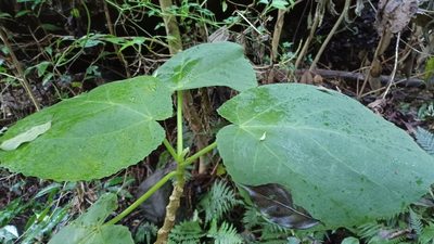 Dendrocnide excelsa, photographed by Peter Crowcroft