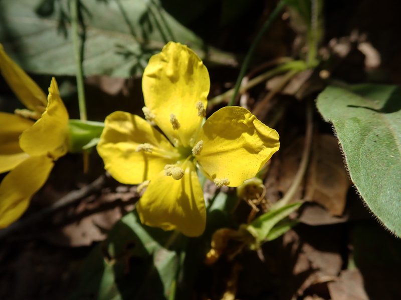 Taraxia ovata, photographed by Henrik Kibak
