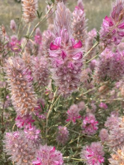 Ebenus cretica, photographed by Andre Hosper