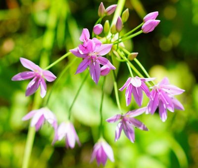 Allium unifolium, photographed by Michael Warner