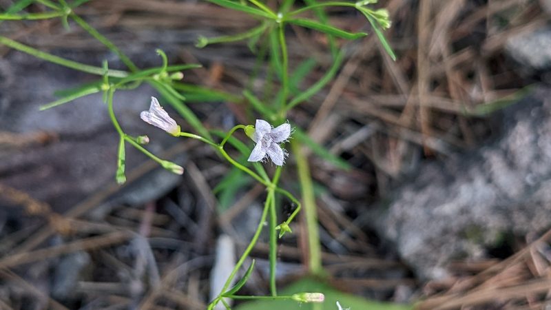 Houstonia ouachitana, photographed by Joseph Aubert