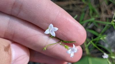 Houstonia ouachitana, photographed by Joseph Aubert