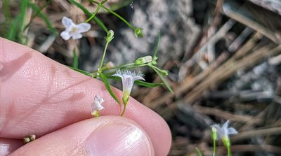 Houstonia ouachitana, photographed by Joseph Aubert