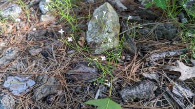 Houstonia ouachitana, photographed by Joseph Aubert